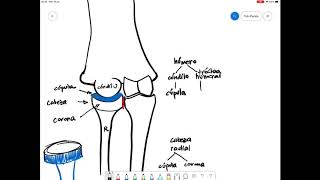 Anatomía funcional del codo, parte 2, Profesor Tulio Peralta