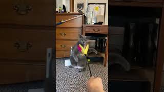 Cat battles his toy