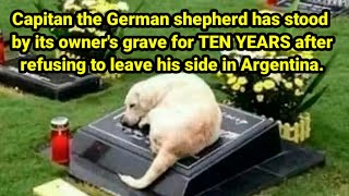 Capitan the German shepherd has stood by its owner's grave for 12 YEARS, refusing to leave his side