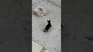 Kitten plays in sand, fostering cats in México #expatlife