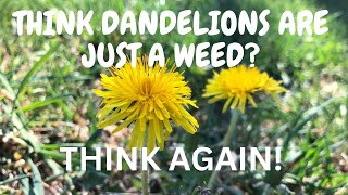 Medicinal Plant Series | The Dandelion (Taraxacum Officinale) - More Than A Weed