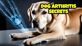 Uncovering the Hidden Truth About Dog Arthritis