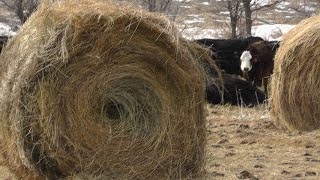 Soil Health, A Montana Perspective - Bale Grazing