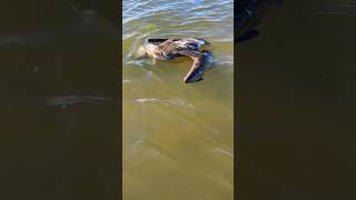 Pelican drowns trying to eat crabs