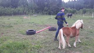 How to prepare a champion :) Horse/pony training.