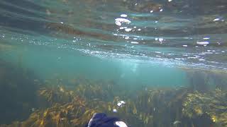 2019-08-26-Lewis snorkelling at Eyemouth