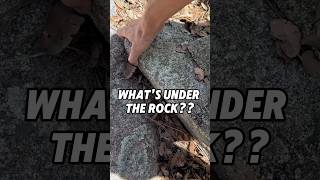 I Can’t Believe This… Found Under Rock