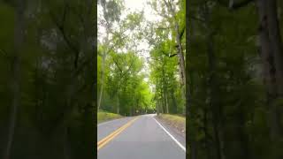 Into the Forest We Go! #nature  #forest #driving #shorts