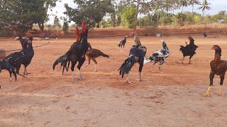 Rooster // Seval for Sale // Kattu Seval Sandai // Sandai Seval // Kozhi Valarppu // Kattu Seval