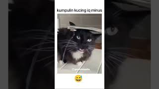 🤣 #catvideo #memecat #catmeme #catmemes #catmemesfunny #catmemesdaily #catlover #cats #catvideos