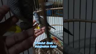 Prekutut Jinak - Menjinakan Prekutut #kutut #kututlokal #burung #perkutut #manggung