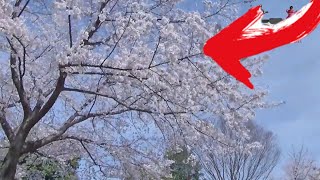 COMO E A PRIMAVERA NO JAPÃO -SAKURA チェリー