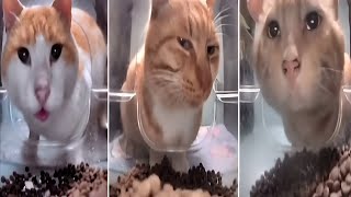 Cats eating but with Battle Cats sound effects