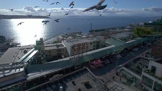 Seattle Pike Place Market - Flock of Pigeons Almost Attack the Drone