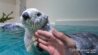 《鳥羽水族館》ラッコのメイと水中ダンス