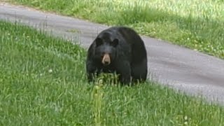 Bear Chunk — Back for a Visit