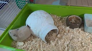 How to Make an Igloo House with Paper Mache Technique   DIY Hamster House