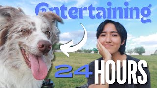 TRYING to Entertain my Australian Shepherds for 24 hours!