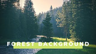 FOREST BACKGROUND VIDEO HD FOR YOUTUBE VIDEOS