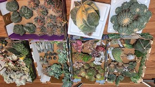 4/22: Eup. meloformis, susana, Astro, red gymno, abdelkuri, lectizia, Luella, obesa, mytillocactus