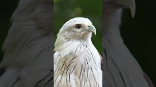 #wildlife #series  44 #beautiful  #white  #eagles