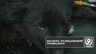 Сезон простуды открыт не только для людей. «9 телеканал» Рязань