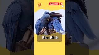 loving birds #short #shorts #youtubeshorts #pet #petlover #viral #nature #blue