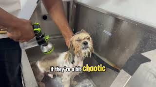 Shih Tzu's First Grooming Experience - CUTENESS OVERLOAD!