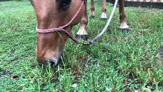 Slow Motion Footage: Grazing Horse