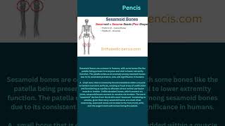 Sesamoid bones are common in humans, with some bones like the patella being present .