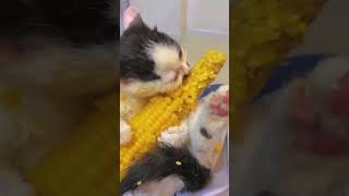 Яка ж смачна ця кукурудза 🌽🌽