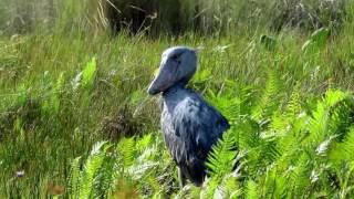 In Search of Uganda's Shoebill Storks in Mabamba Swamp Near Entebbe