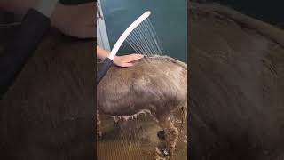 Miniature Donkey Bath