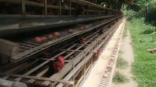 Peternakan Ayam Petelur strain Isa Hyline (CP-909) 29 minggu HD 95,02% 11_08_2023