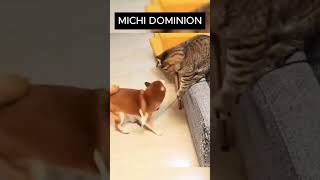 Gatito Dominando Perrito