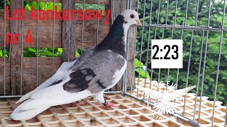 Lot konkursowy nr 4 na WG EJB Zamoy Pigeons Loft 2022