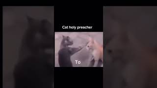 Cat Holy preacher to get back my channel audience #youtubeshorts #catslife