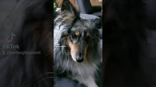 Was verpassen #sheltie #teddy #dog #hund #verpassen #dogvideo #dogshorts #doglover #hundeliebe