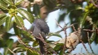 Diademed Tanager. Stephanophorus diadematus.