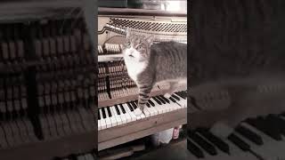 Piano Zimmerman - Music for Cats