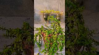 Jade plant|full sun loving plant|keep it in full sunlight#gardenista #viralvideo #beauty