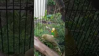 #Budgies enjoying grass#