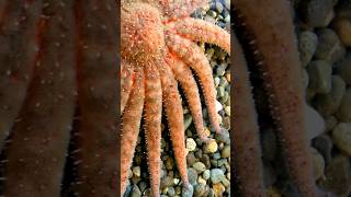 #unbelievable  #secret #starfish have! #ocean #interestingfacts #crazyfacts #funfacts #science #fyp