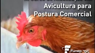 XI Curso de Atualização em Avicultura para Postura Comercial