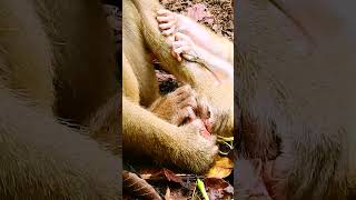 #monkey #babymonkey #monkeycry #newbabymonkey #newbornbaby #fbreel #facebook #short #shortvideos #Mo