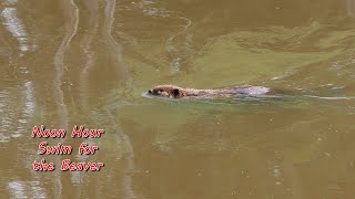 Parc Omega Beaver