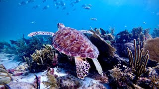 I FOUND the BEST Scuba Diving in St. Thomas, USVI