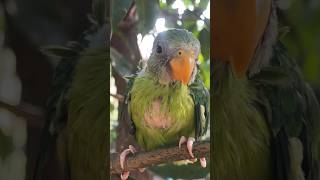 Yellow Billed Parrot #shorts