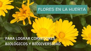 ¡FLORES en la huerta! | Cuáles podemos sumar para lograr corredores biológicos y biodiversidad