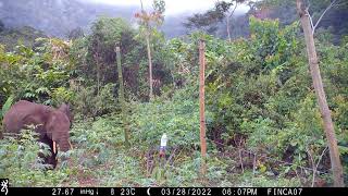 Equatorial Guinea camera traps